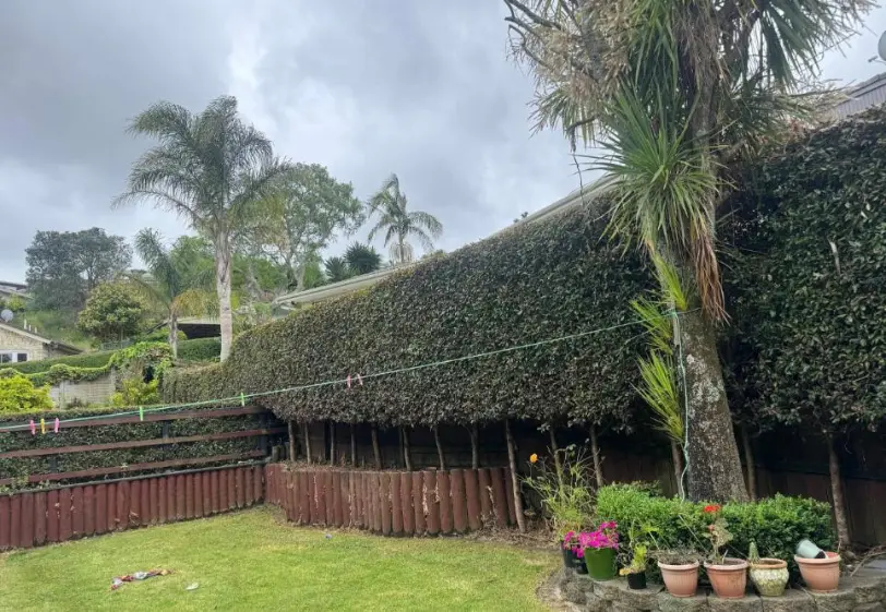 Hedge and tree trimming service in Papakura, Auckland